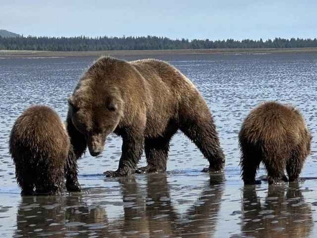 Bear Viewing in Alaska - 2